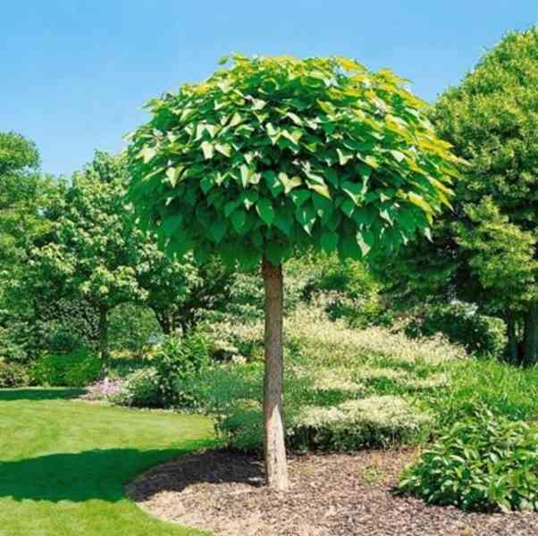 Catalpa NANA roubovaná kmínek v = 180, nebo 200 cm - foto 2