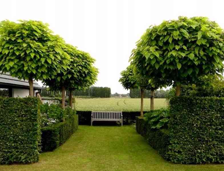 Catalpa NANA roubovaná kmínek v = 180, nebo 200 cm - foto 3