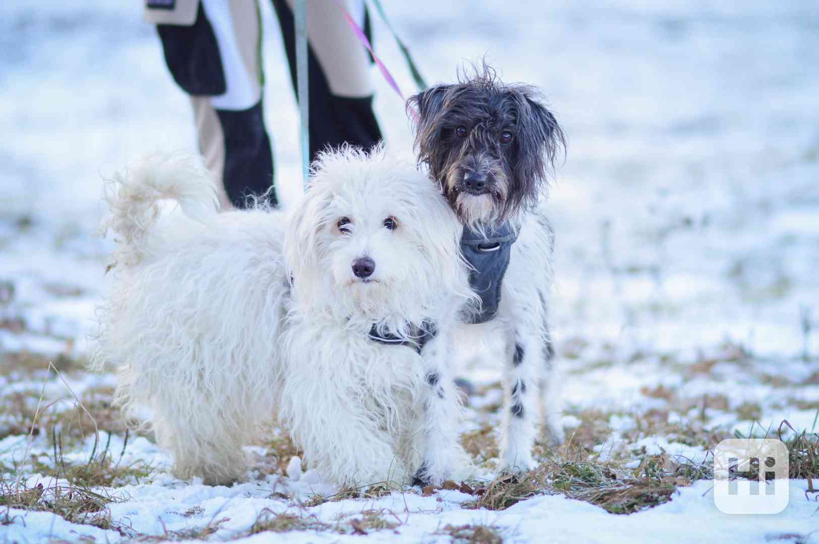 Jessie s Dášenkou hledají a doufají ve společný domov  - foto 1