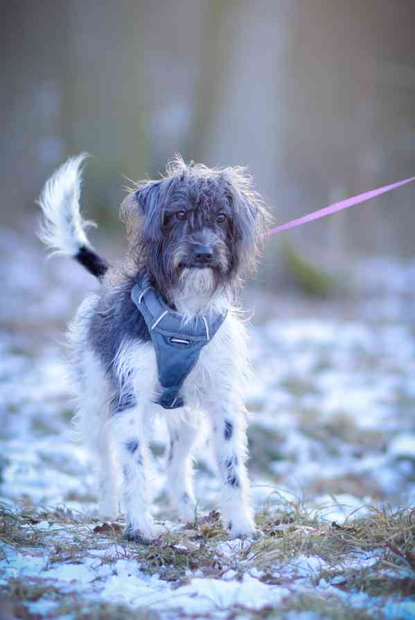 Jessie s Dášenkou hledají a doufají ve společný domov  - foto 6