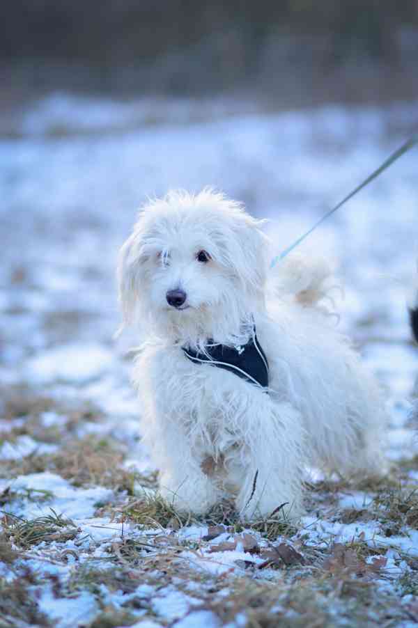 Jessie s Dášenkou hledají a doufají ve společný domov  - foto 3