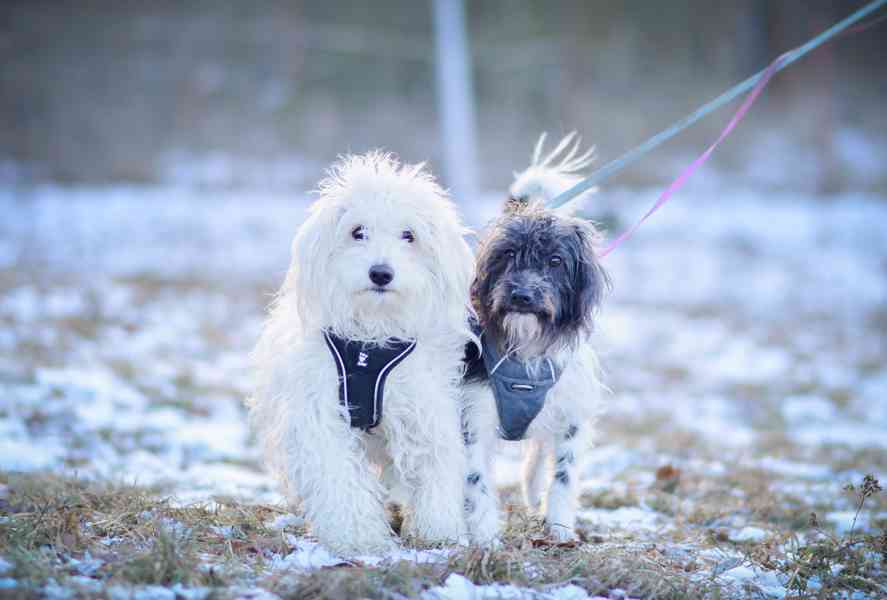 Jessie s Dášenkou hledají a doufají ve společný domov  - foto 5