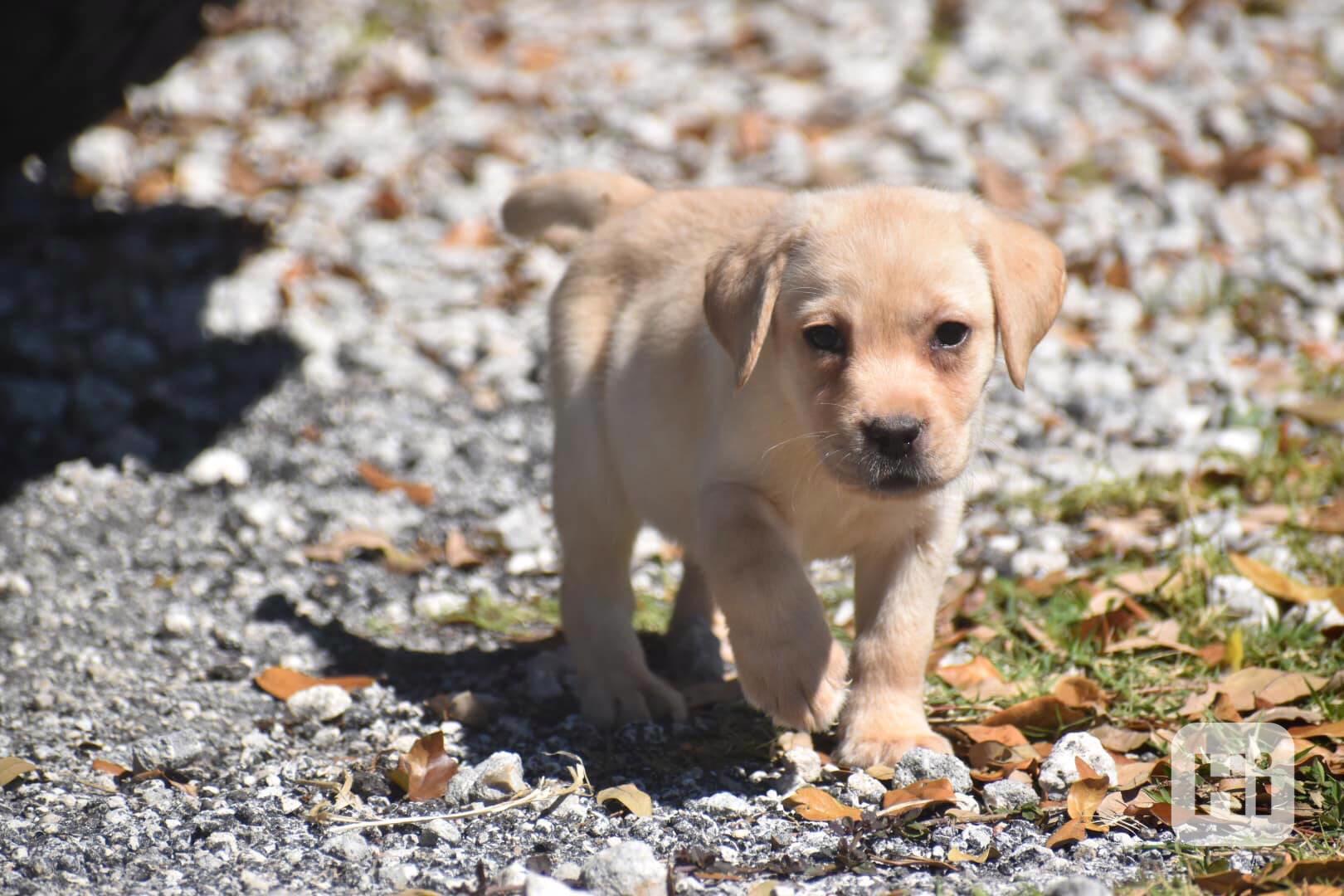 Labradorský retrívr - foto 1