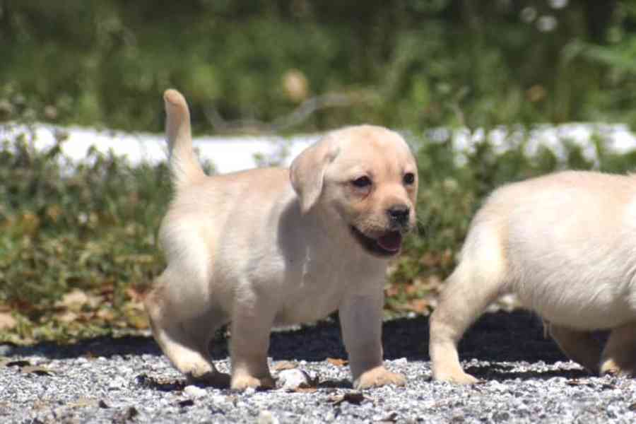 Labradorský retrívr - foto 2