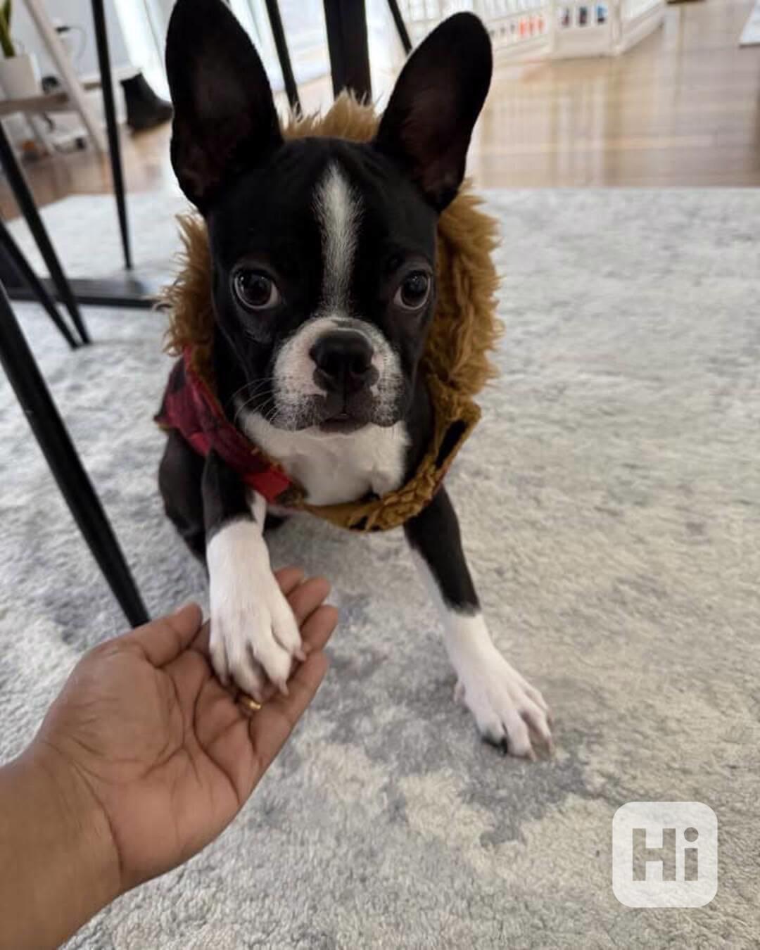 🏡 Hledá svou trvalou rodinu! 🐾 - foto 1