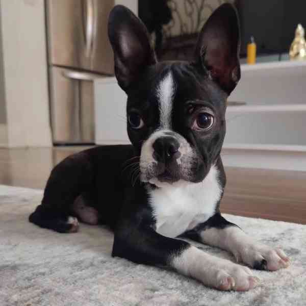 🏡 Hledá svou trvalou rodinu! 🐾 - foto 4