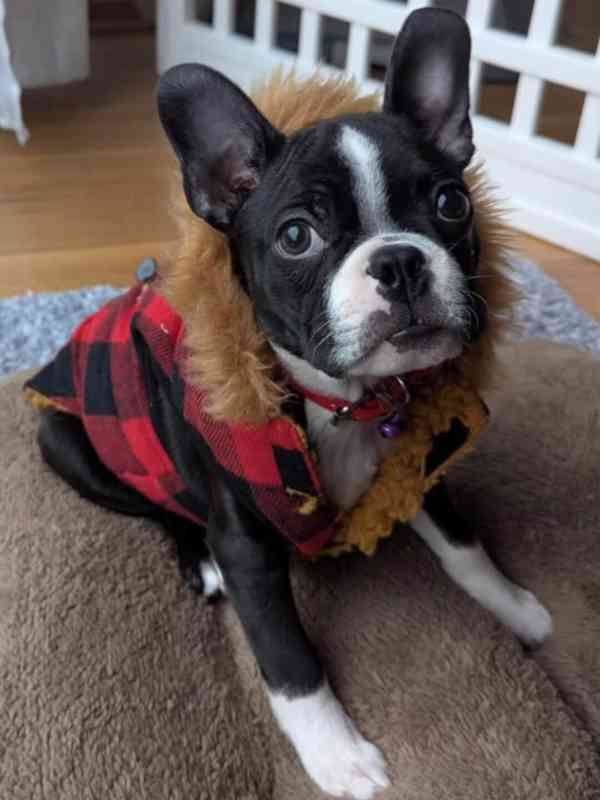 🏡 Hledá svou trvalou rodinu! 🐾 - foto 2