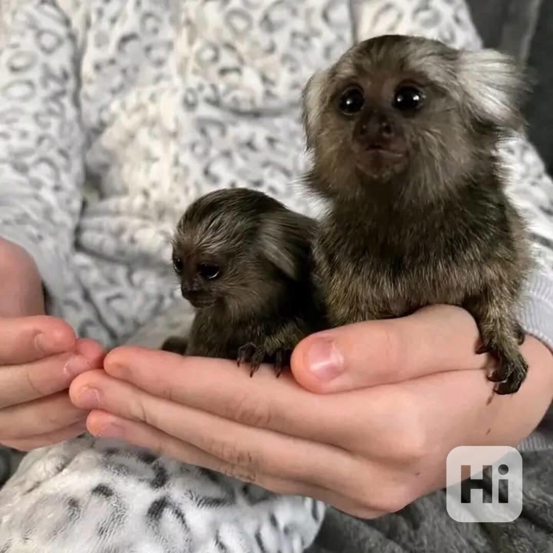 🐒 Socializovaný kosman k dispozici - foto 1