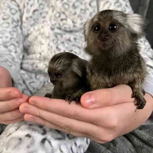 🐒 Socializovaný kosman k dispozici