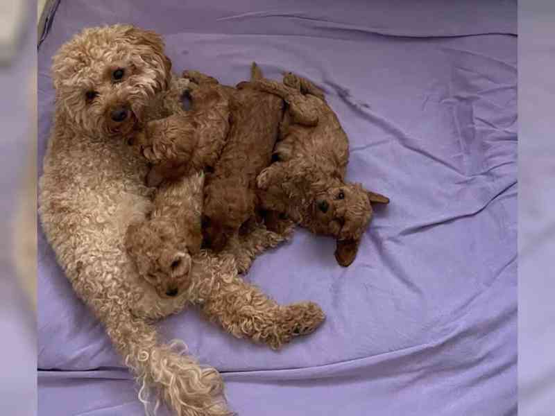 Pudl (Toy) štěně Na Prodej - foto 4