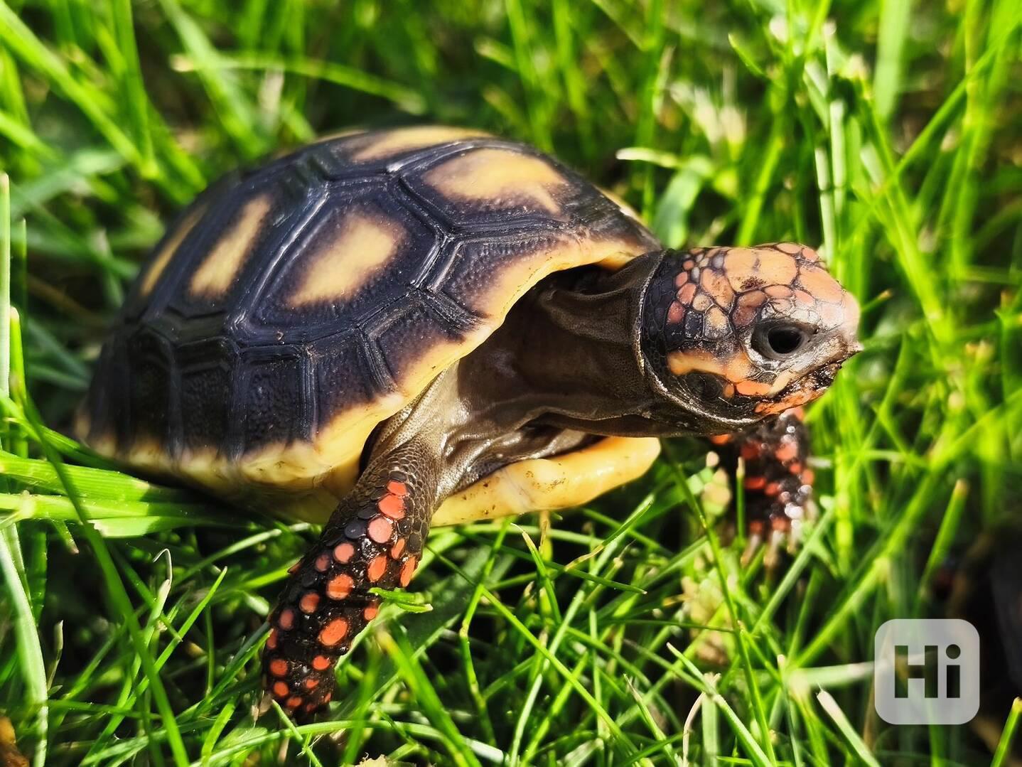 Želva uhlířská (Chelonoidis carbonaria) - foto 1