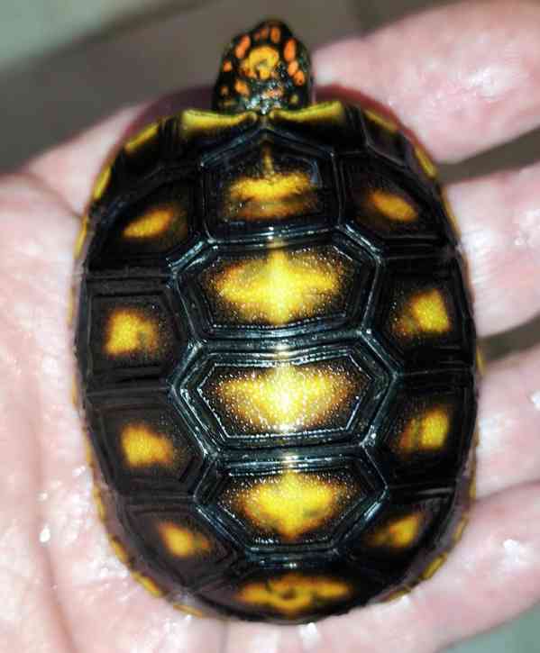 Želva uhlířská (Chelonoidis carbonaria) - foto 3