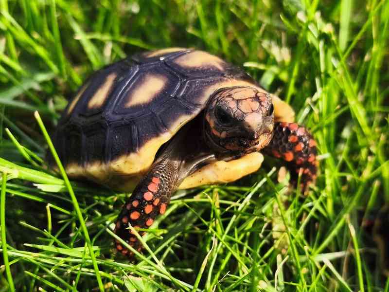 Želva uhlířská (Chelonoidis carbonaria) - foto 6