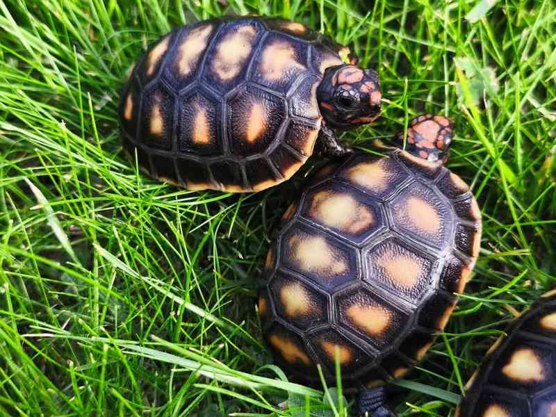 Želva uhlířská (Chelonoidis carbonaria) - foto 5