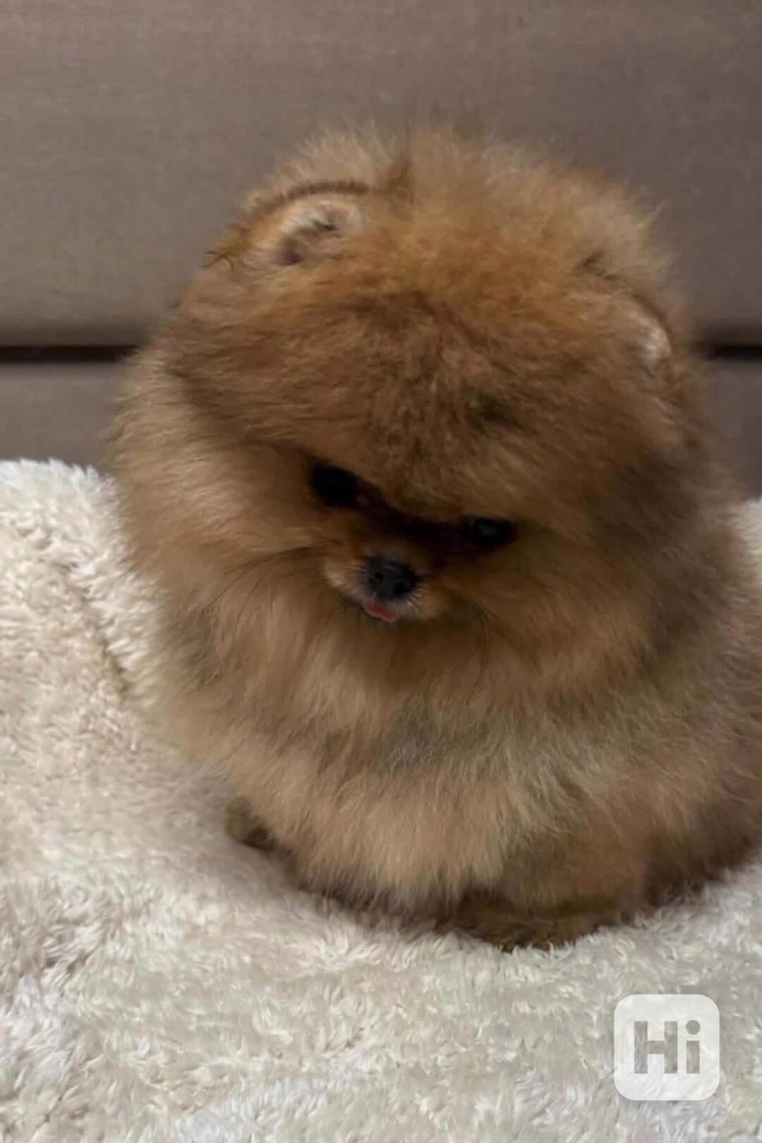 Nabízím k prodeji štěňata pomeranian - foto 1