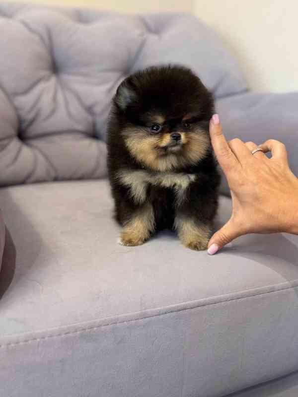 Nabízím k prodeji štěňata pomeranian - foto 5