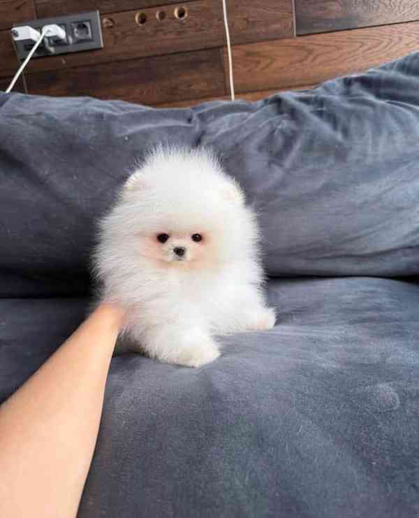 Nabízím k prodeji štěňata pomeranian - foto 8