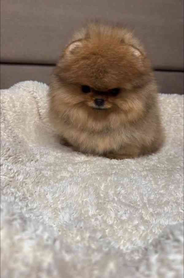 Nabízím k prodeji štěňata pomeranian - foto 2