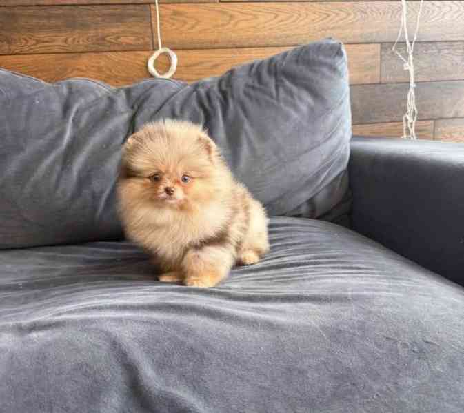 Nabízím k prodeji štěňata pomeranian - foto 4