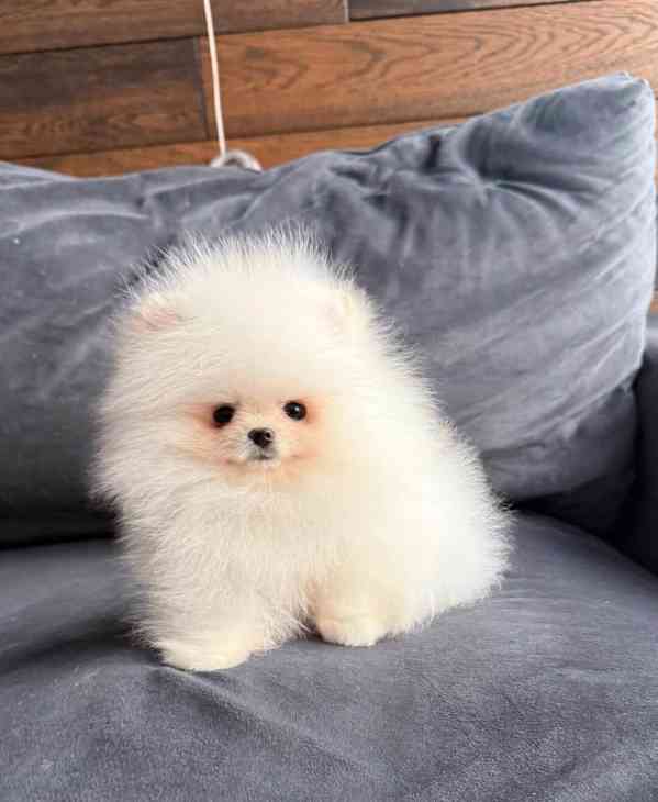 Nabízím k prodeji štěňata pomeranian - foto 7