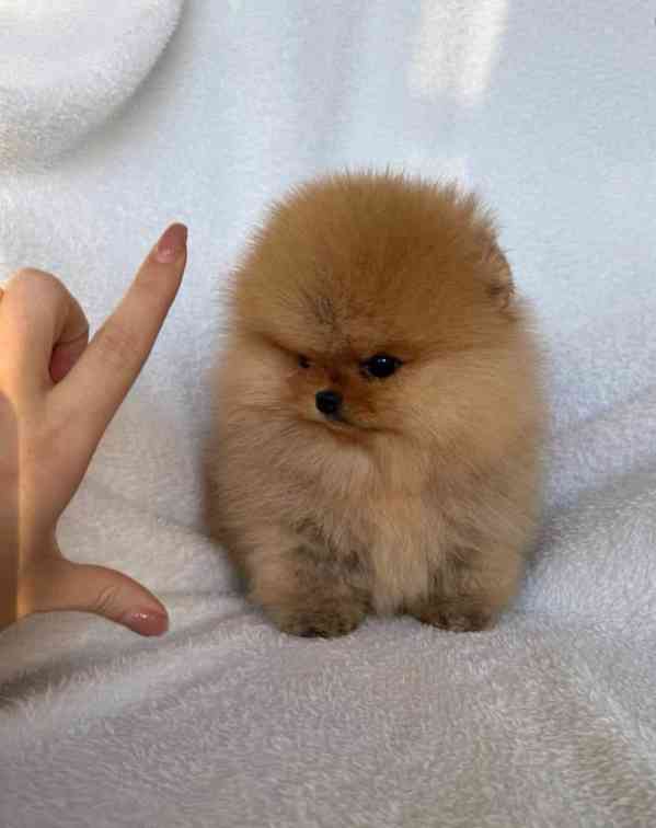 Nabízím k prodeji štěňata pomeranian - foto 10