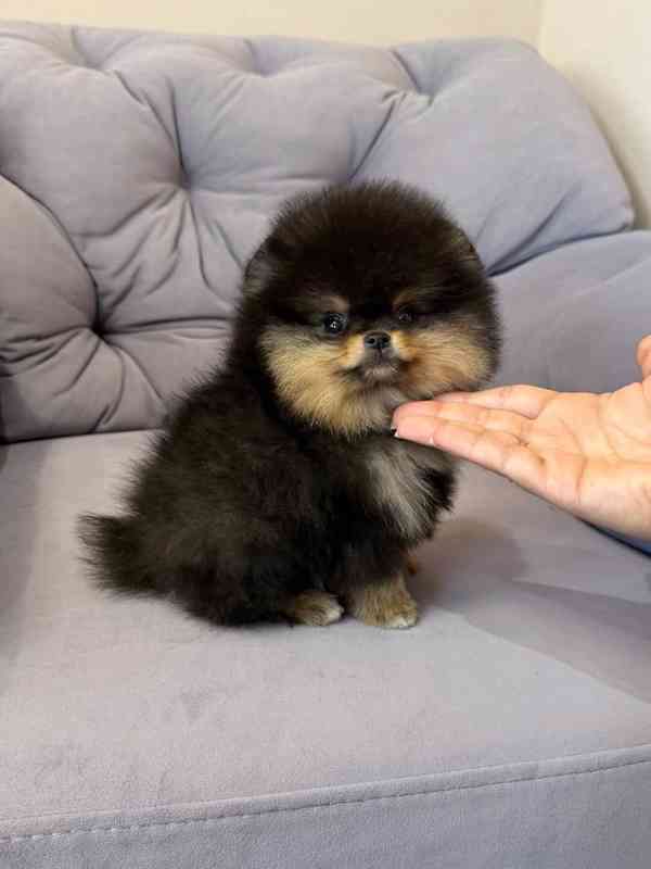 Nabízím k prodeji štěňata pomeranian - foto 6