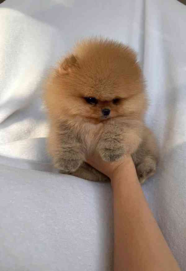 Nabízím k prodeji štěňata pomeranian - foto 9