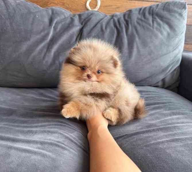 Nabízím k prodeji štěňata pomeranian - foto 3