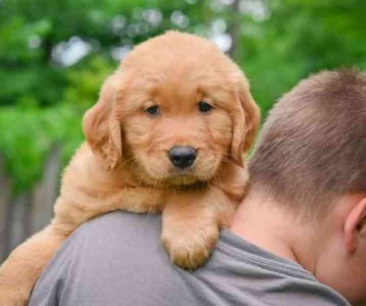 štěňata zlatého retrívra - foto 2