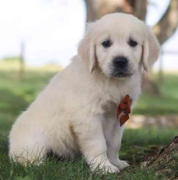 štěňata zlatého retrívra - foto 1