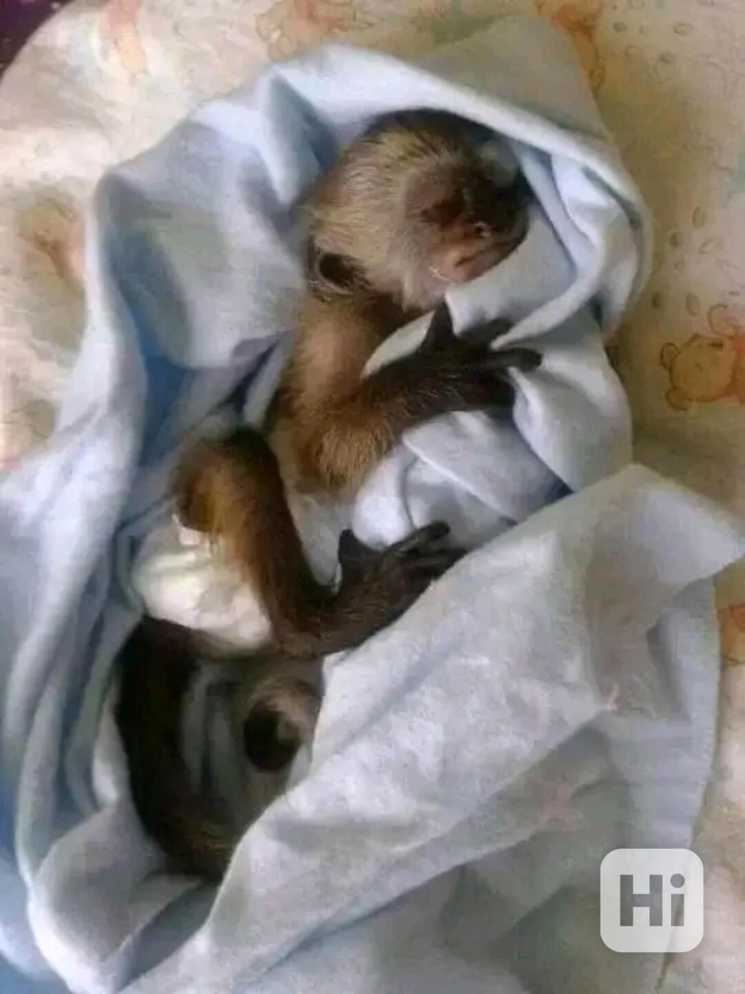  Úžasná dívka kapucínka - foto 1