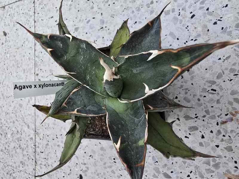 Agave - foto 1