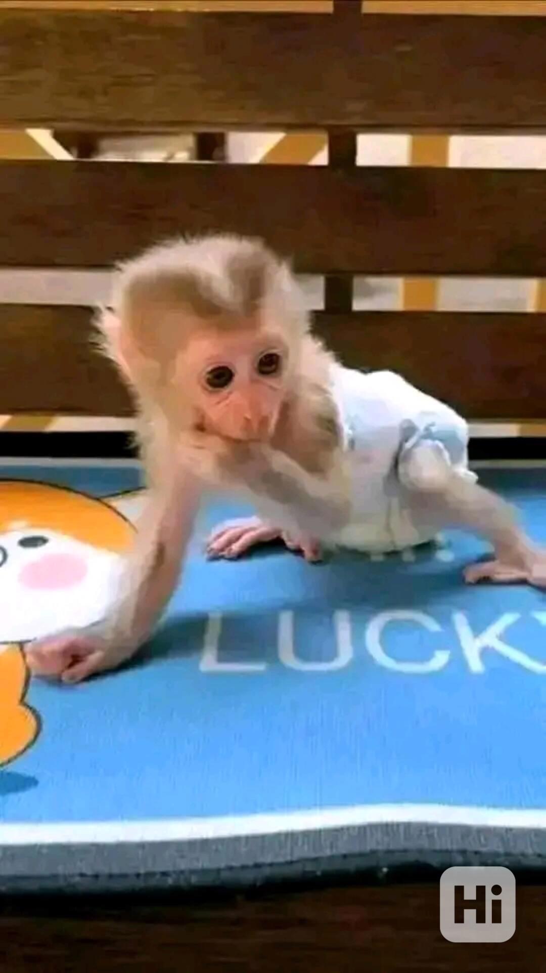  Velmi krásné kapucínské opice  - foto 1