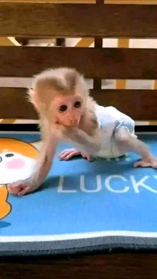  Velmi krásné kapucínské opice 