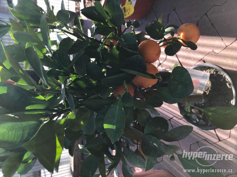 Prodam mandarinku s plody a další rostliny! - foto 1