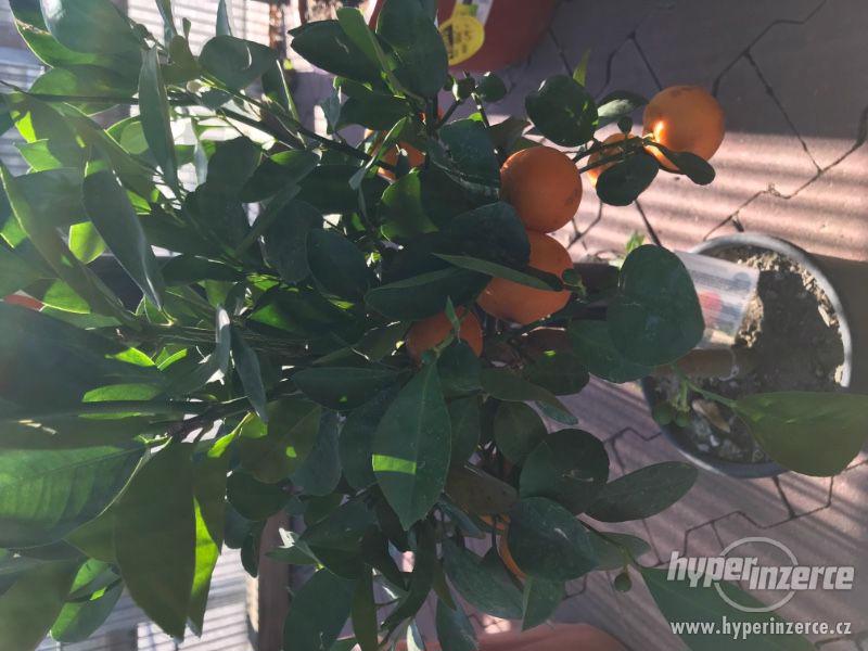 Prodam mandarinku s plody a další rostliny! - foto 2