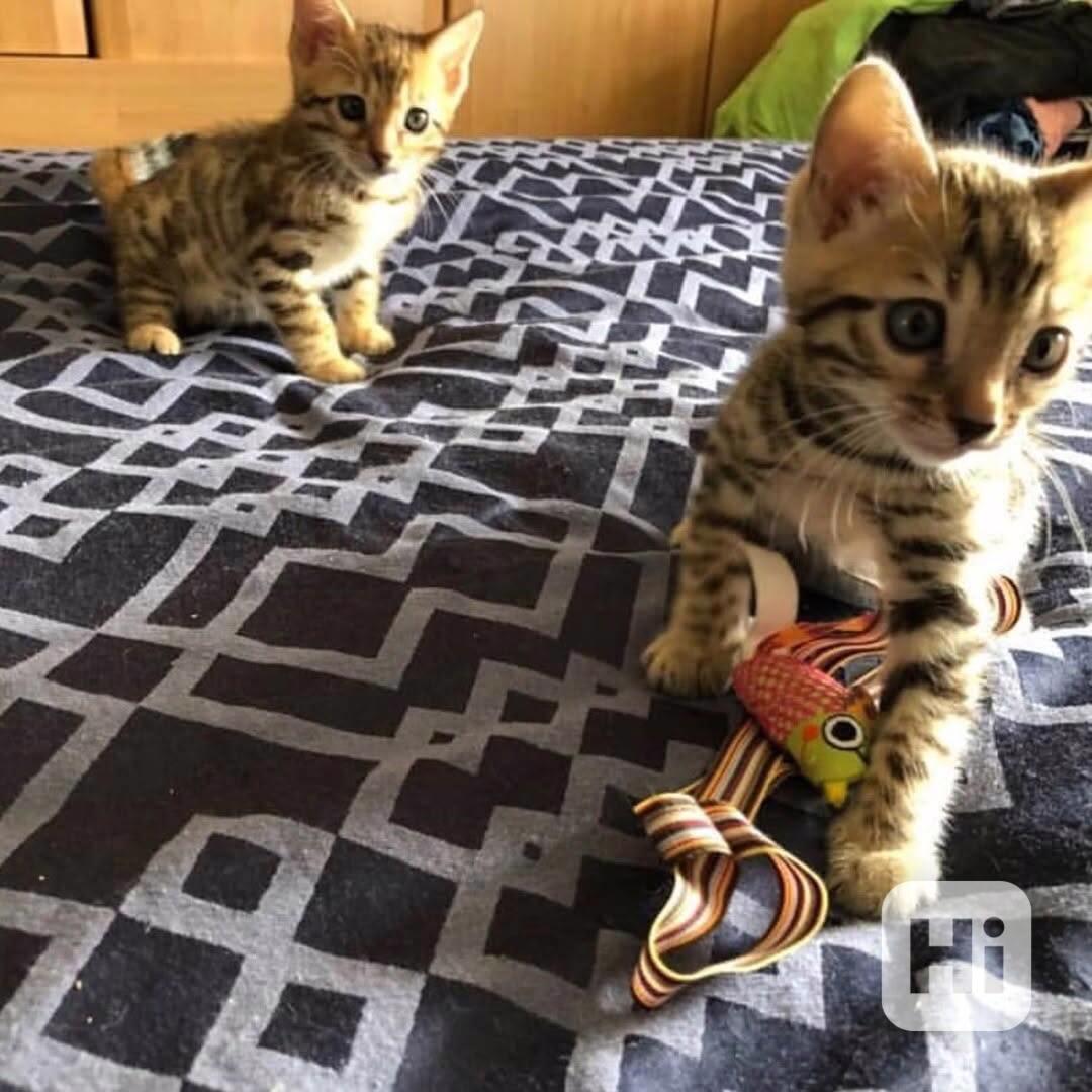 Bengálská koťátka k dispozici.  - foto 1