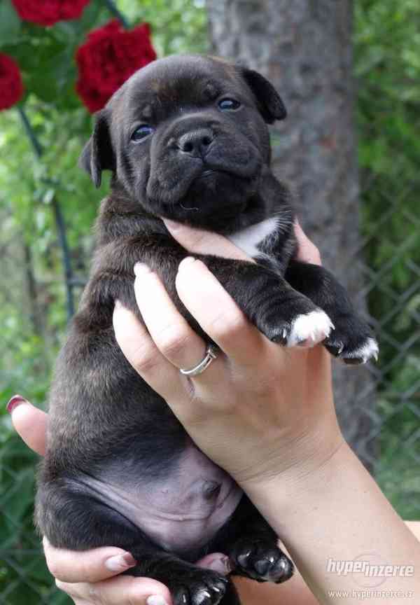 Stafordšírský bulterier - foto 1