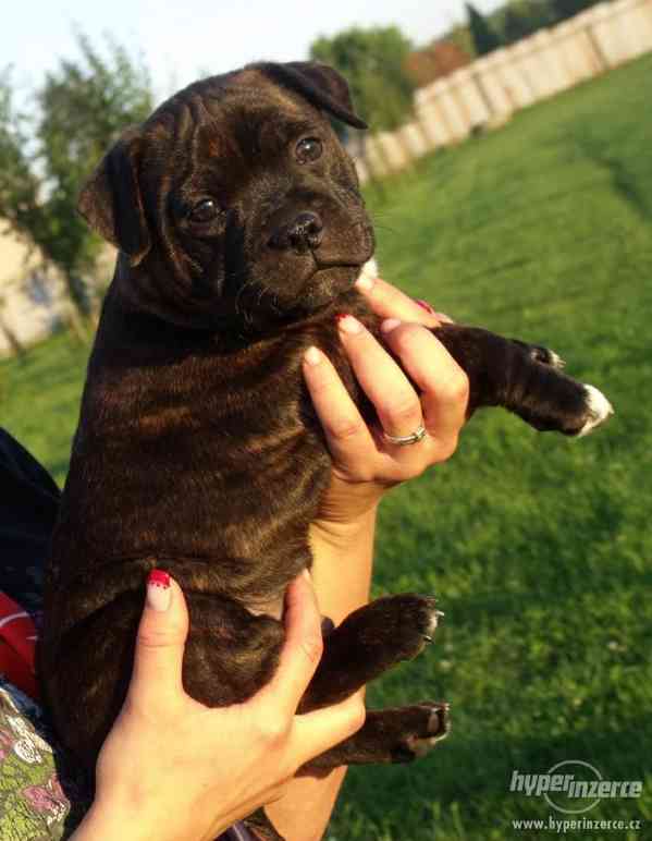 Stafordšírský bulterier - foto 2