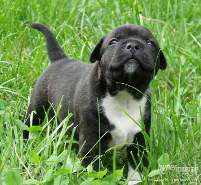 Stafordšírský bulterier - foto 3