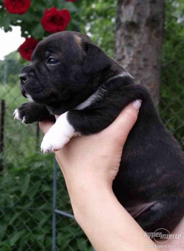 Stafordšírský bulterier - foto 4