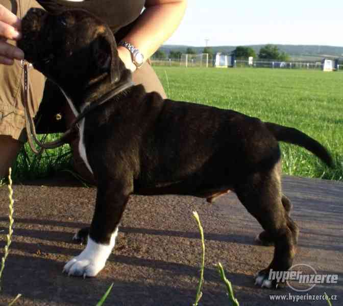 Stafordšírský bulterier - foto 5