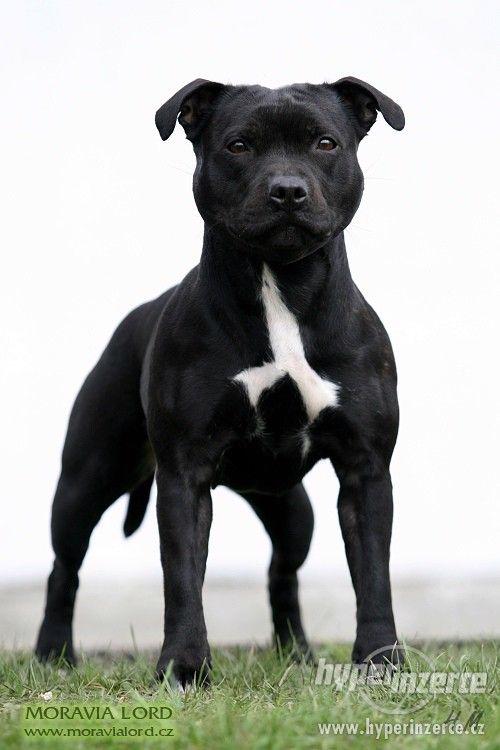 Stafordšírský bulterier - foto 6