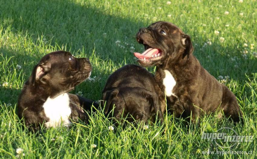 Stafordšírský bulterier - foto 7