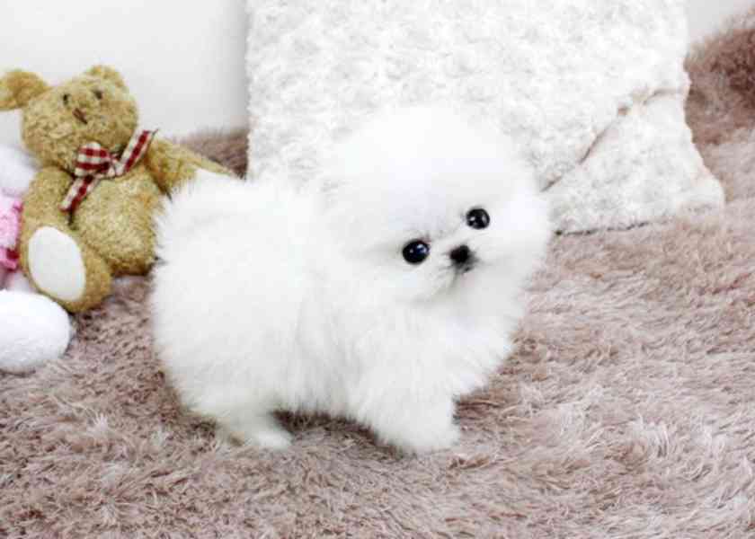 Německý špic trpasličí (Pomeranian) - foto 2