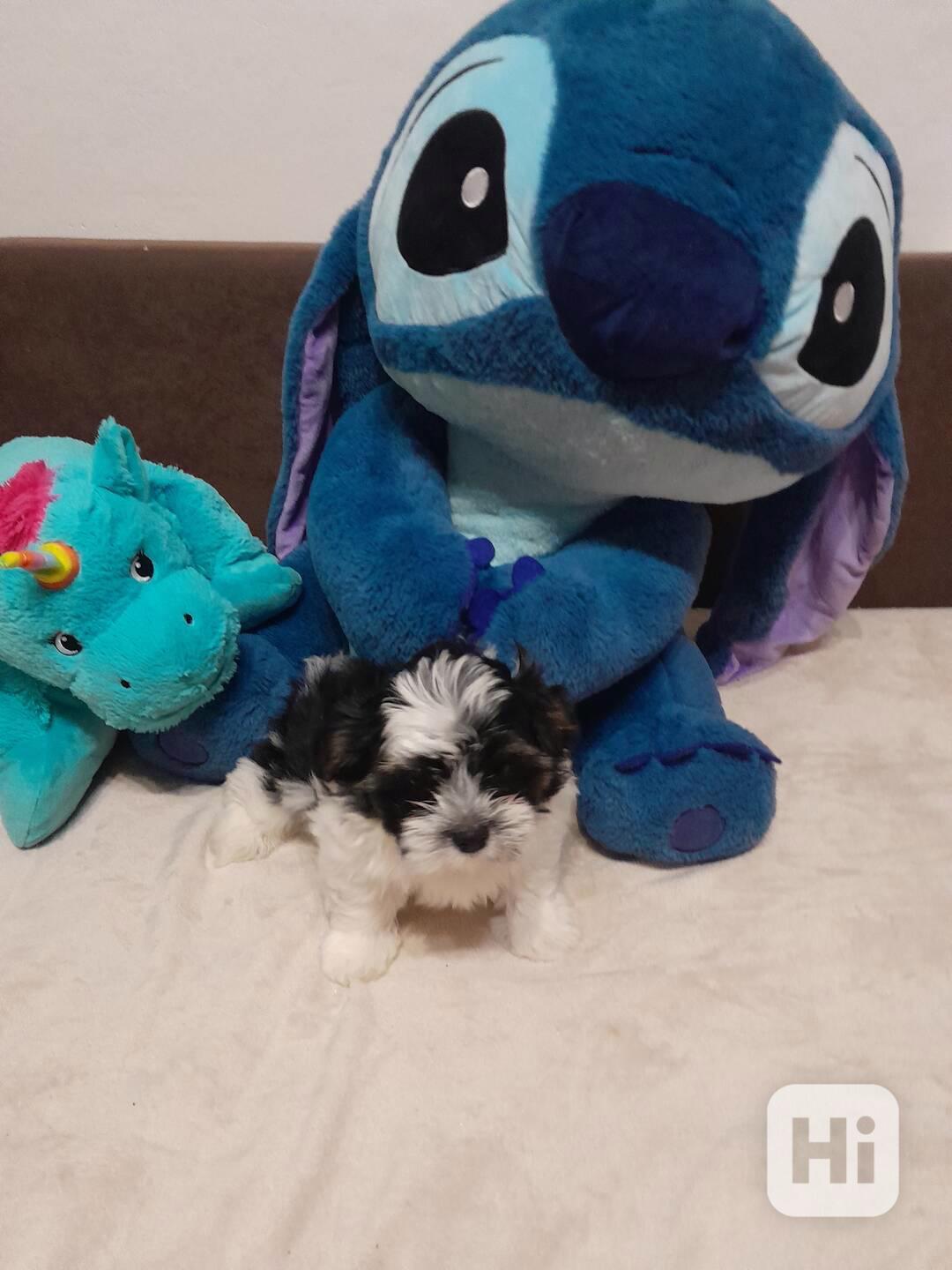 Shih-tzu  - foto 1