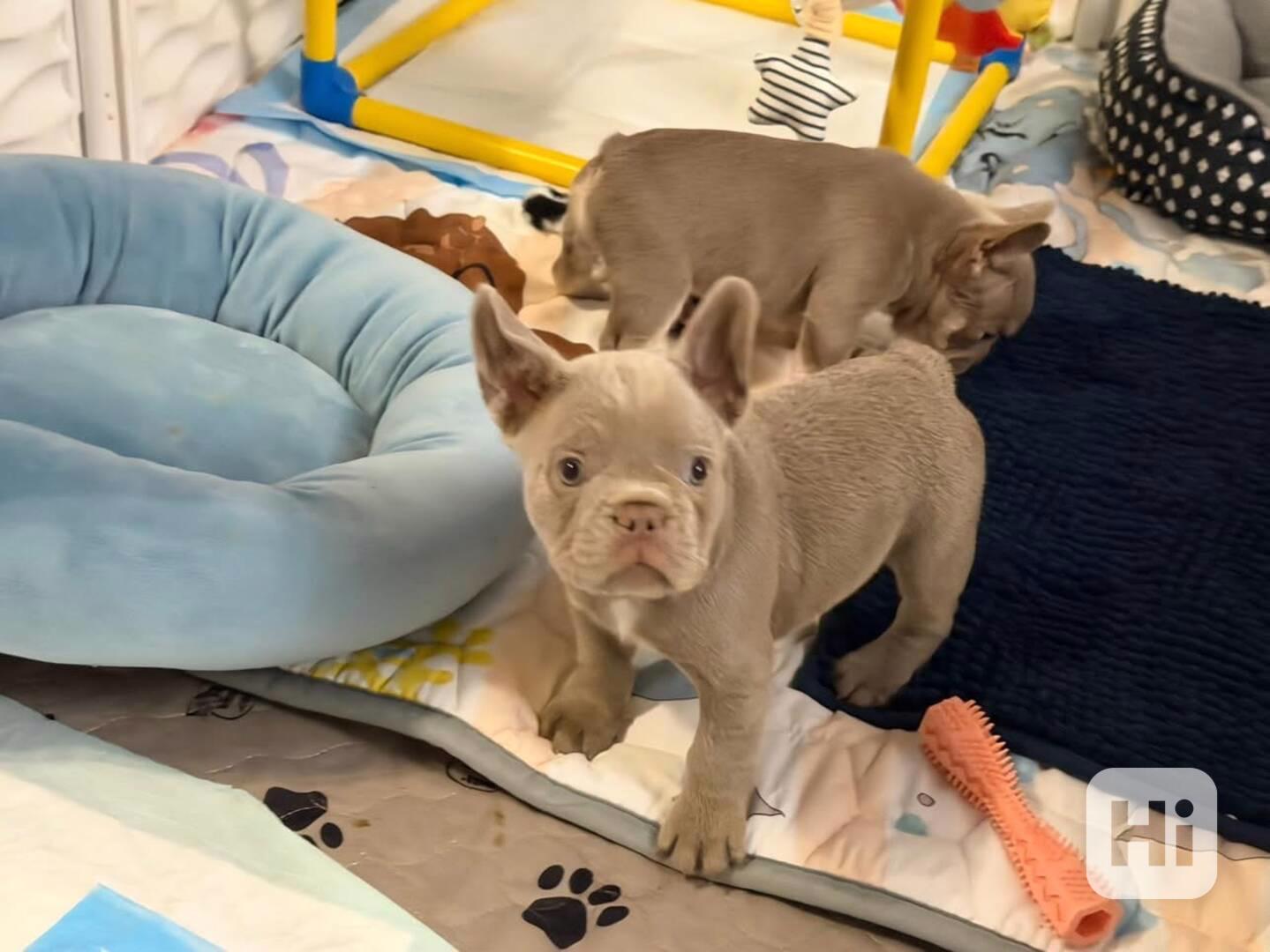 Štěňata francouzského buldoka - foto 1