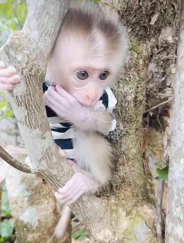 Mláďata kapucínek nejvyšší kvality k adopci.