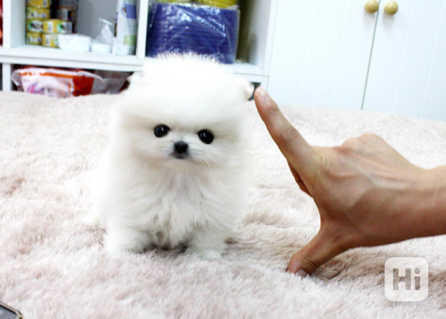 Krásná štěňata pomeranského - foto 1