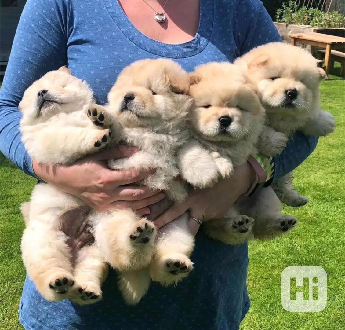petŠtěňata Chow Chow registrovaná v RKC - foto 1